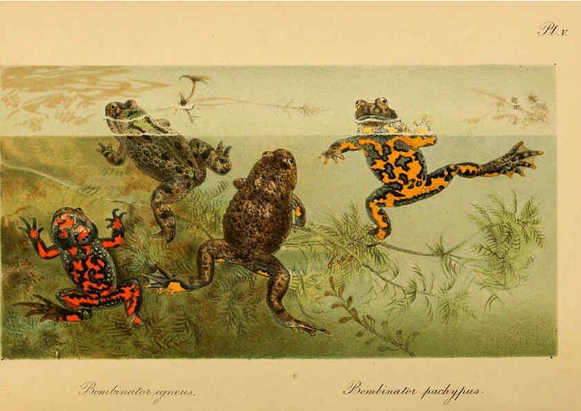 Reproducción/Reproduction 6216966039: The tailless batrachians of Europe. v.1. London :Printed for the Ray society,1897-98
