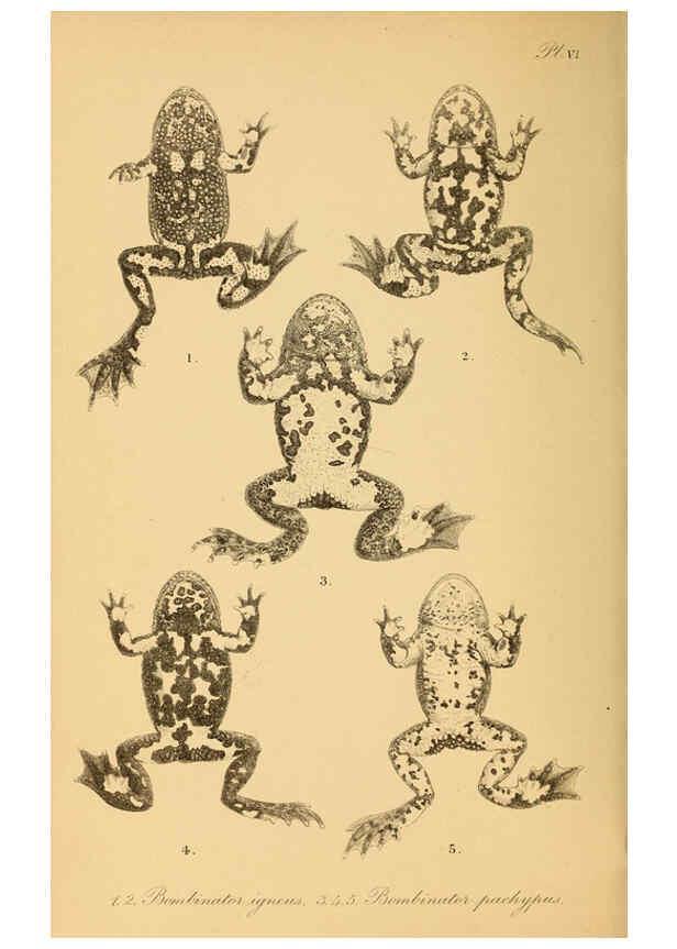 Reproducción/Reproduction 6216966225: The tailless batrachians of Europe. v.1. London :Printed for the Ray society,1897-98