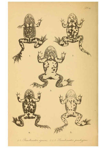 Reproducción/Reproduction 6216966225: The tailless batrachians of Europe. v.1. London :Printed for the Ray society,1897-98