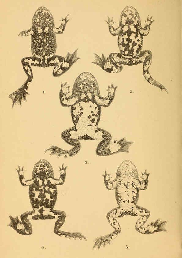 Reproducción/Reproduction 6216966225: The tailless batrachians of Europe. v.1. London :Printed for the Ray society,1897-98