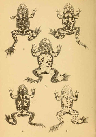 Reproducción/Reproduction 6216966225: The tailless batrachians of Europe. v.1. London :Printed for the Ray society,1897-98