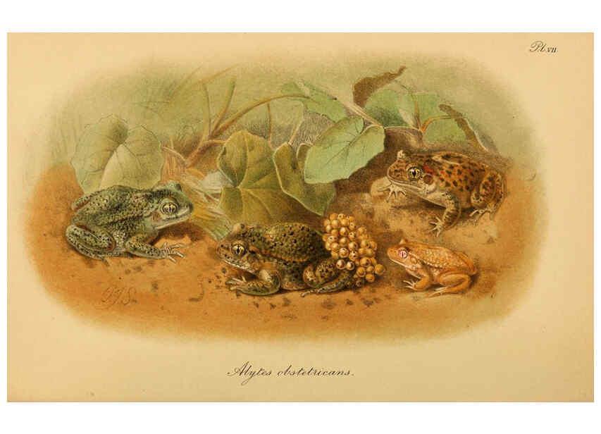 Reproducción/Reproduction 6216966407: The tailless batrachians of Europe. v.1. London :Printed for the Ray society,1897-98