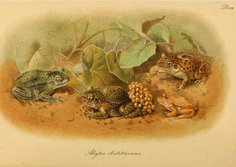 Reproducción/Reproduction 6216966407: The tailless batrachians of Europe. v.1. London :Printed for the Ray society,1897-98