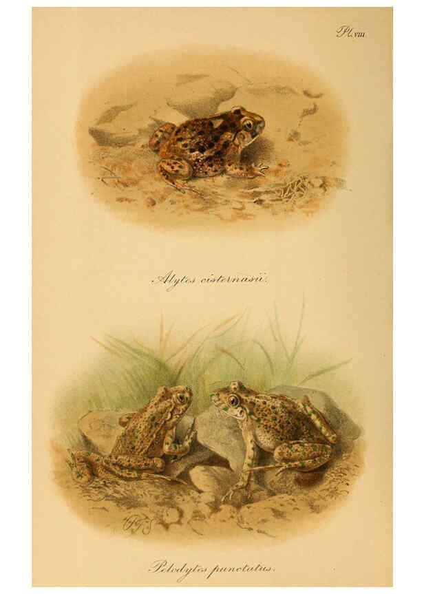 Reproducción/Reproduction 6217485418: The tailless batrachians of Europe. v.1. London :Printed for the Ray society,1897-98