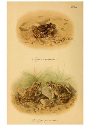 Reproducción/Reproduction 6217485418: The tailless batrachians of Europe. v.1. London :Printed for the Ray society,1897-98