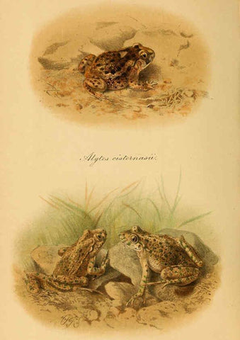 Reproducción/Reproduction 6217485418: The tailless batrachians of Europe. v.1. London :Printed for the Ray society,1897-98
