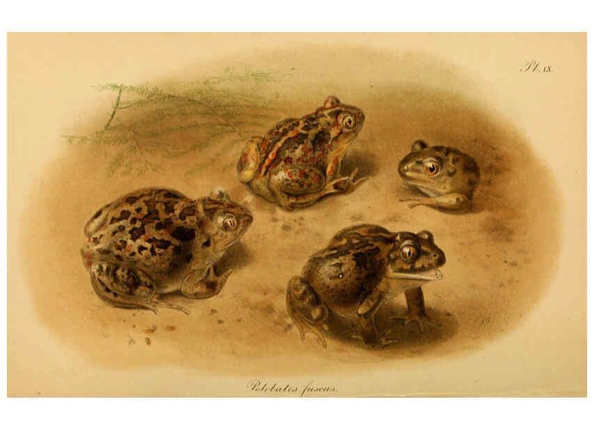 Reproducción/Reproduction 6217485600: The tailless batrachians of Europe. v.1. London :Printed for the Ray society,1897-98