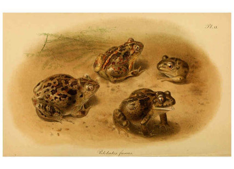 Reproducción/Reproduction 6217485600: The tailless batrachians of Europe. v.1. London :Printed for the Ray society,1897-98