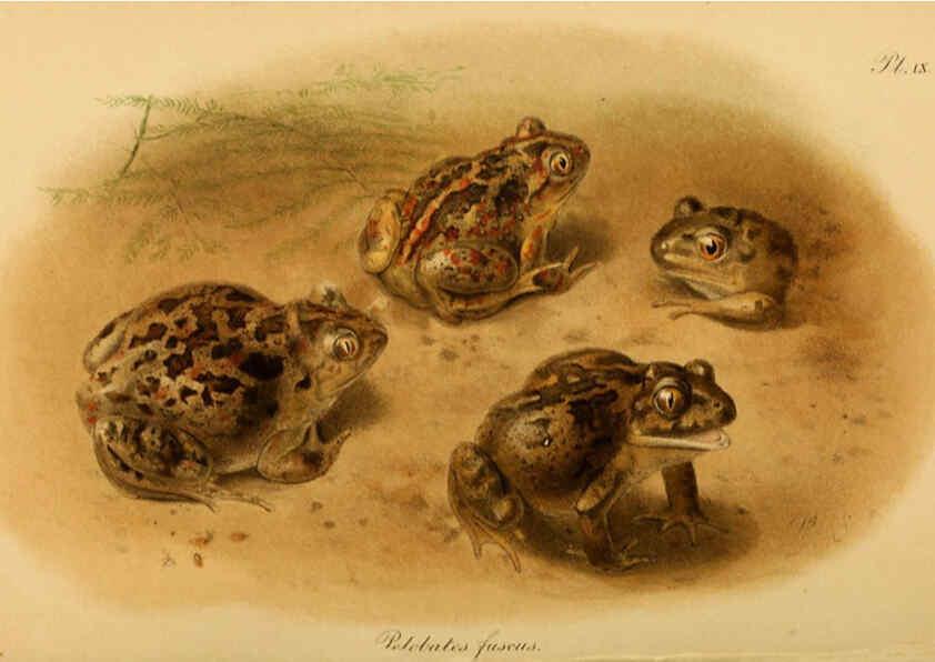 Reproducción/Reproduction 6217485600: The tailless batrachians of Europe. v.1. London :Printed for the Ray society,1897-98
