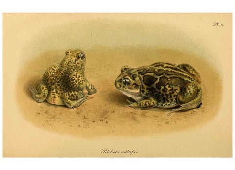 Reproducción/Reproduction 6216967083: The tailless batrachians of Europe. v.1. London :Printed for the Ray society,1897-98