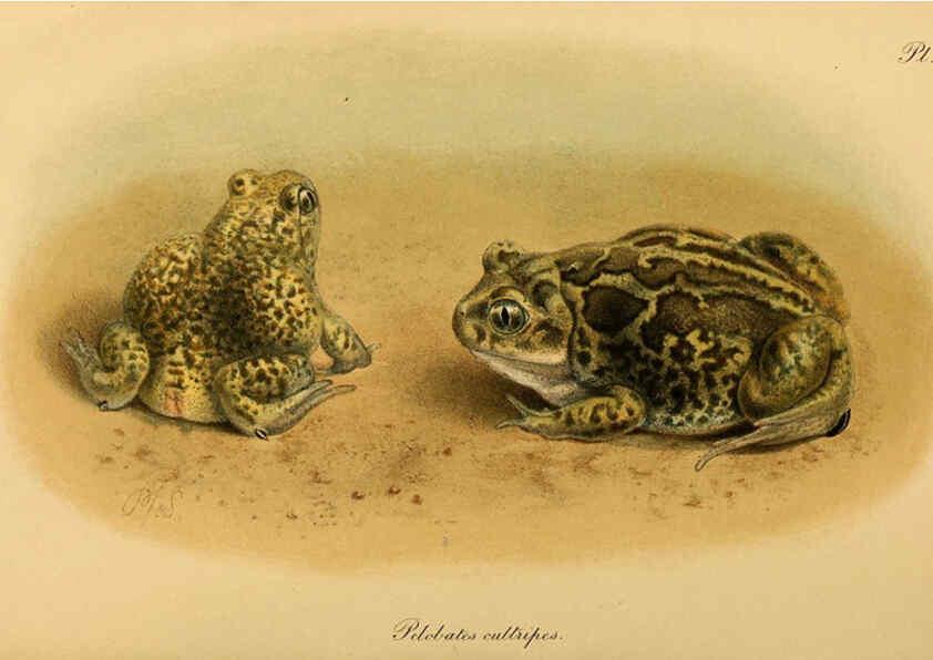 Reproducción/Reproduction 6216967083: The tailless batrachians of Europe. v.1. London :Printed for the Ray society,1897-98