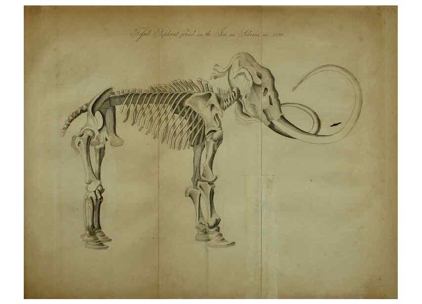 Reproducción/Reproduction 6217526702: The fossil remains of the animal kingdom London :Whittaker, Treacher,1830
