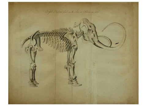 Reproducción/Reproduction 6217526702: The fossil remains of the animal kingdom London :Whittaker, Treacher,1830