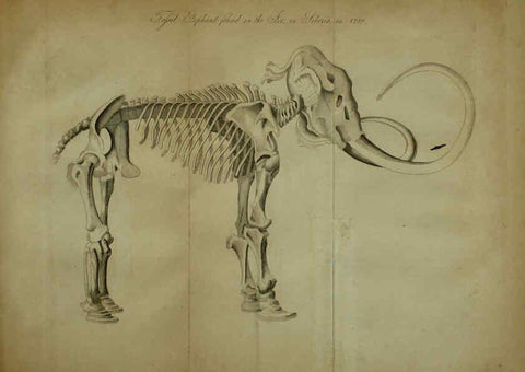 Reproducción/Reproduction 6217526702: The fossil remains of the animal kingdom London :Whittaker, Treacher,1830
