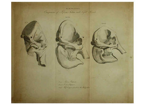 Reproducción/Reproduction 6217527000: The fossil remains of the animal kingdom London :Whittaker, Treacher,1830
