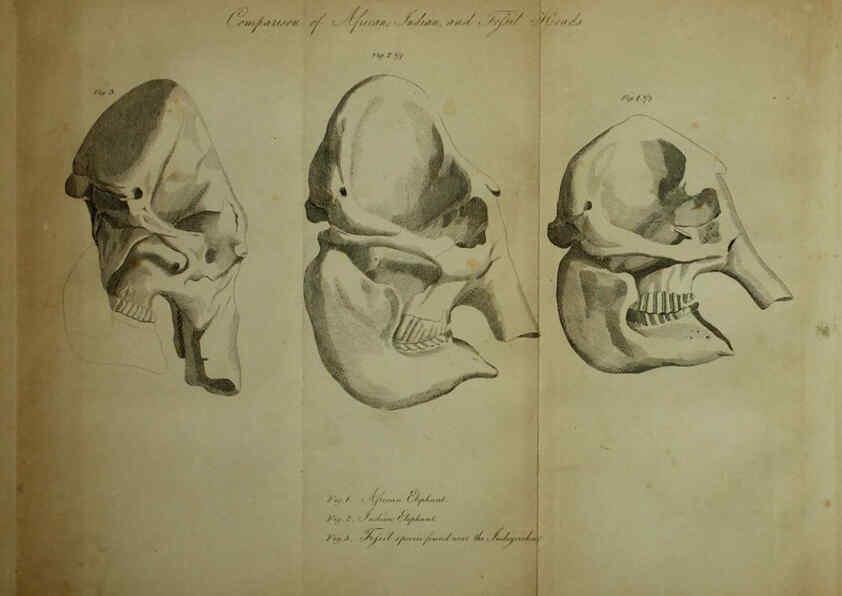 Reproducción/Reproduction 6217527000: The fossil remains of the animal kingdom London :Whittaker, Treacher,1830