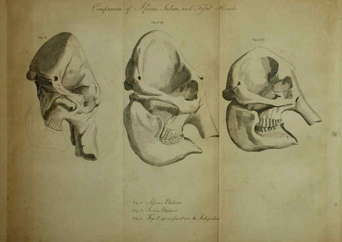 Reproducción/Reproduction 6217527000: The fossil remains of the animal kingdom London :Whittaker, Treacher,1830