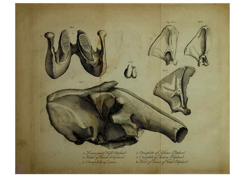 Reproducción/Reproduction 6217527156: The fossil remains of the animal kingdom London :Whittaker, Treacher,1830