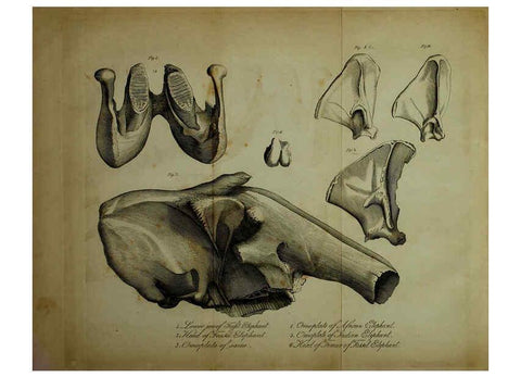 Reproducción/Reproduction 6217527156: The fossil remains of the animal kingdom London :Whittaker, Treacher,1830