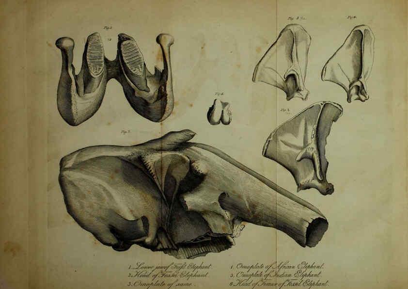 Reproducción/Reproduction 6217527156: The fossil remains of the animal kingdom London :Whittaker, Treacher,1830