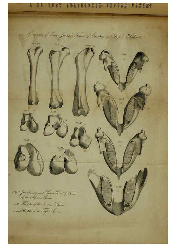 Reproducción/Reproduction 6217008859: The fossil remains of the animal kingdom London :Whittaker, Treacher,1830