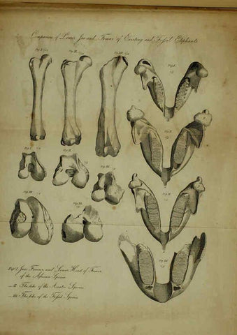 Reproducción/Reproduction 6217008859: The fossil remains of the animal kingdom London :Whittaker, Treacher,1830