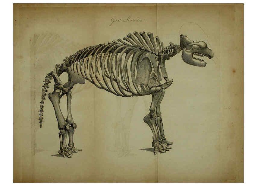 Reproducción/Reproduction 6217009067: The fossil remains of the animal kingdom London :Whittaker, Treacher,1830