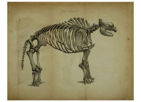 Reproducción/Reproduction 6217009067: The fossil remains of the animal kingdom London :Whittaker, Treacher,1830