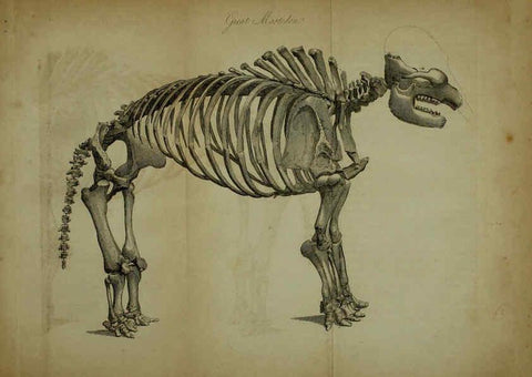 Reproducción/Reproduction 6217009067: The fossil remains of the animal kingdom London :Whittaker, Treacher,1830