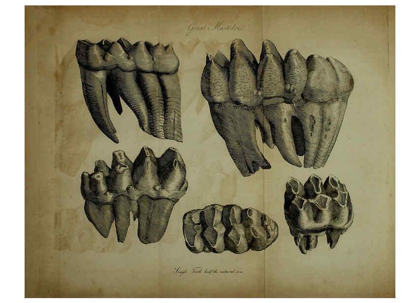 Reproducción/Reproduction 6217527778: The fossil remains of the animal kingdom London :Whittaker, Treacher,1830