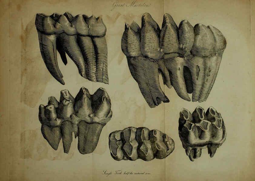 Reproducción/Reproduction 6217527778: The fossil remains of the animal kingdom London :Whittaker, Treacher,1830