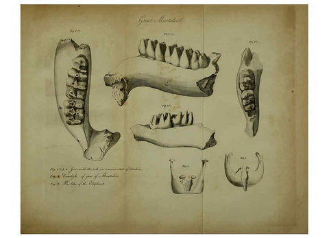 Reproducción/Reproduction 6217527964: The fossil remains of the animal kingdom London :Whittaker, Treacher,1830