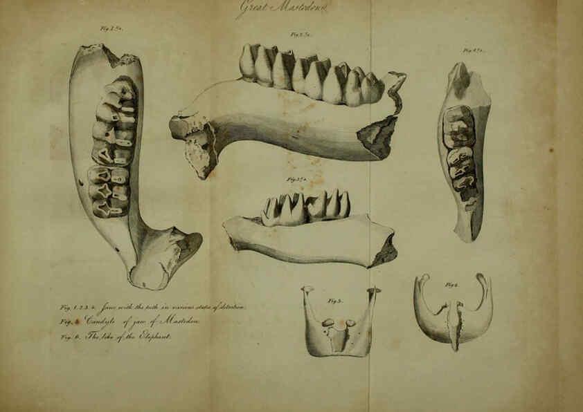 Reproducción/Reproduction 6217527964: The fossil remains of the animal kingdom London :Whittaker, Treacher,1830