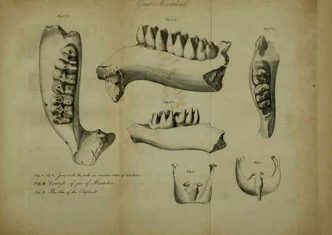 Reproducción/Reproduction 6217527964: The fossil remains of the animal kingdom London :Whittaker, Treacher,1830