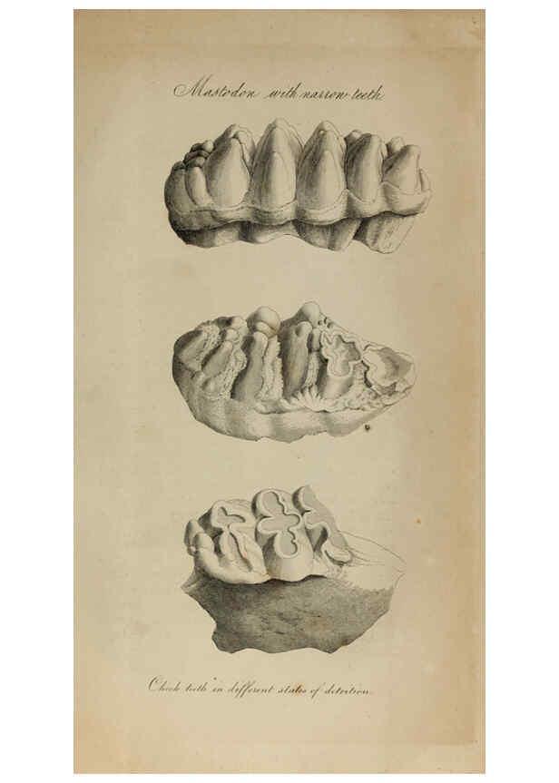 Reproducción/Reproduction 6217009675: The fossil remains of the animal kingdom London :Whittaker, Treacher,1830