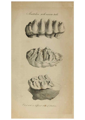 Reproducción/Reproduction 6217009675: The fossil remains of the animal kingdom London :Whittaker, Treacher,1830