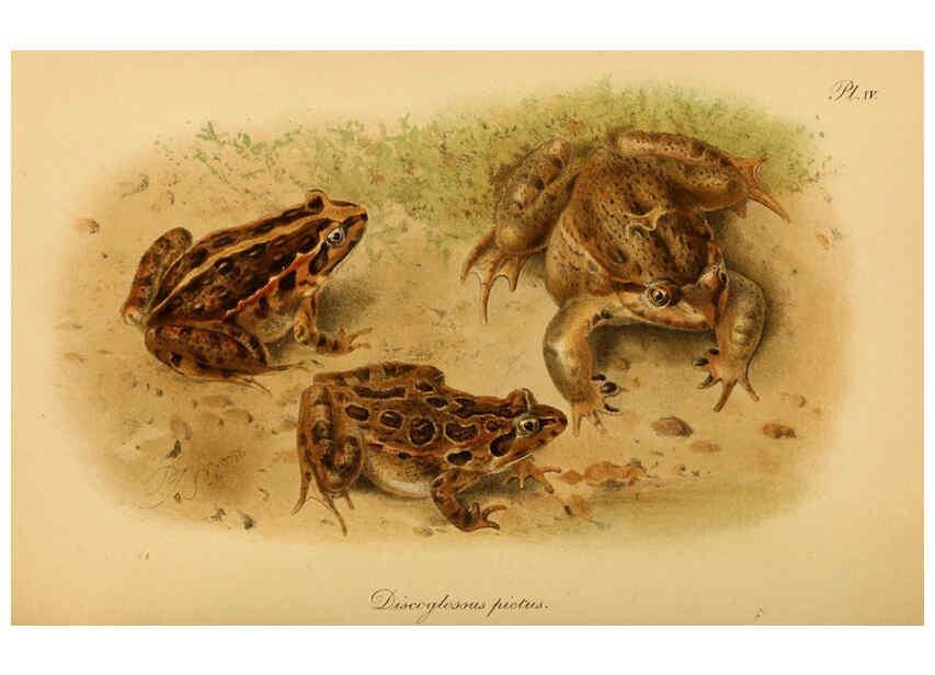 Reproducción/Reproduction 6216965875: The tailless batrachians of Europe. v.1. London :Printed for the Ray society,1897-98