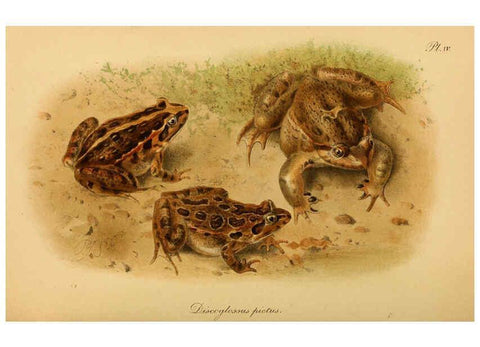Reproducción/Reproduction 6216965875: The tailless batrachians of Europe. v.1. London :Printed for the Ray society,1897-98