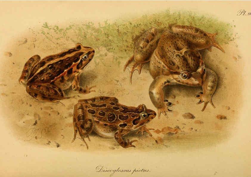 Reproducción/Reproduction 6216965875: The tailless batrachians of Europe. v.1. London :Printed for the Ray society,1897-98