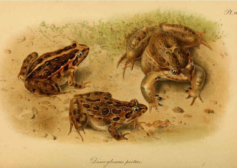 Reproducción/Reproduction 6216965875: The tailless batrachians of Europe. v.1. London :Printed for the Ray society,1897-98