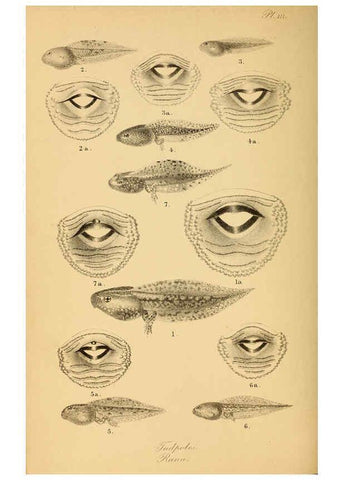 Reproducción/Reproduction 6217484234: The tailless batrachians of Europe. v.1. London :Printed for the Ray society,1897-98