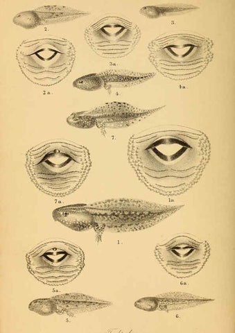 Reproducción/Reproduction 6217484234: The tailless batrachians of Europe. v.1. London :Printed for the Ray society,1897-98