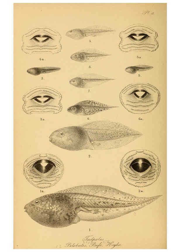 Reproducción/Reproduction 6216965307: The tailless batrachians of Europe. v.1. London :Printed for the Ray society,1897-98