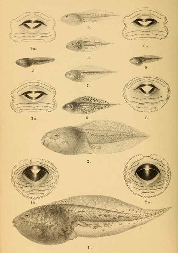 Reproducción/Reproduction 6216965307: The tailless batrachians of Europe. v.1. London :Printed for the Ray society,1897-98