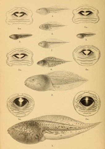 Reproducción/Reproduction 6216965307: The tailless batrachians of Europe. v.1. London :Printed for the Ray society,1897-98