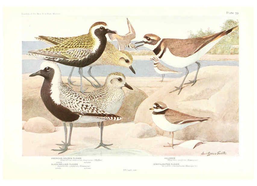Reproducción/Reproduction 6216918267: Birds of America v.1. New York,The University Society,1923