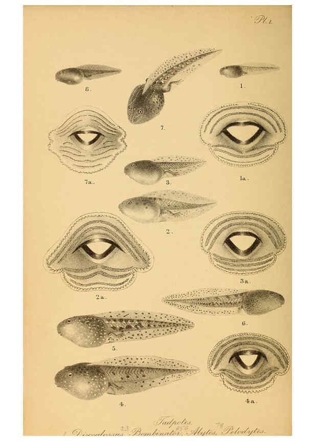 Reproducción/Reproduction 6216965033: The tailless batrachians of Europe. v.1. London :Printed for the Ray society,1897-98