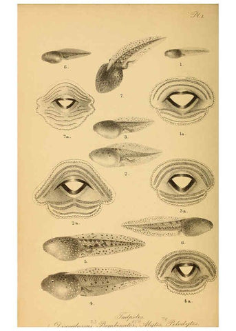 Reproducción/Reproduction 6216965033: The tailless batrachians of Europe. v.1. London :Printed for the Ray society,1897-98
