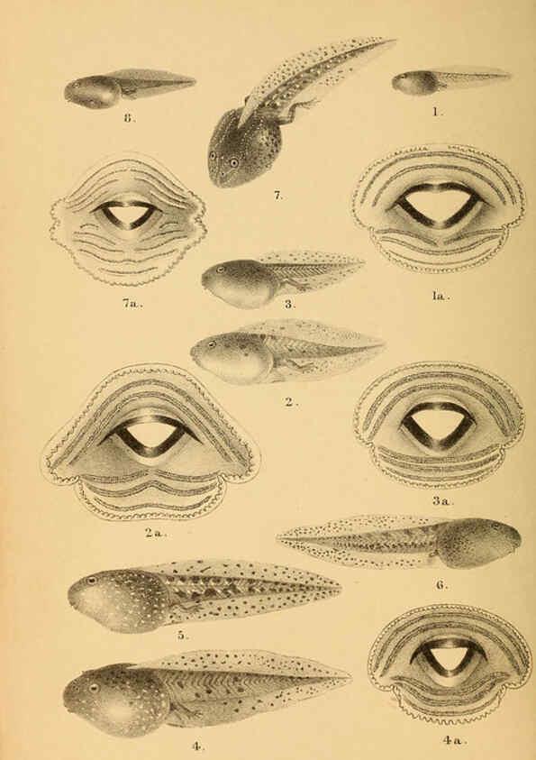 Reproducción/Reproduction 6216965033: The tailless batrachians of Europe. v.1. London :Printed for the Ray society,1897-98