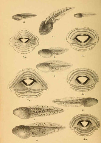 Reproducción/Reproduction 6216965033: The tailless batrachians of Europe. v.1. London :Printed for the Ray society,1897-98